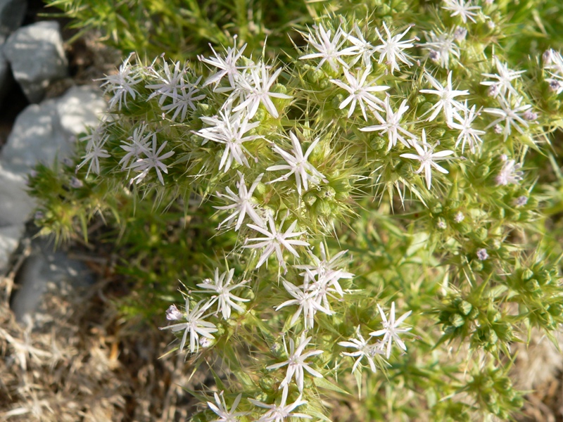 Drypis spinosa / Dripide comune